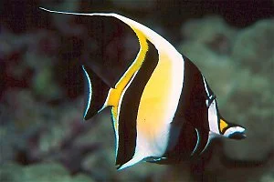 Zanclus cornutus Moorish idol Medium